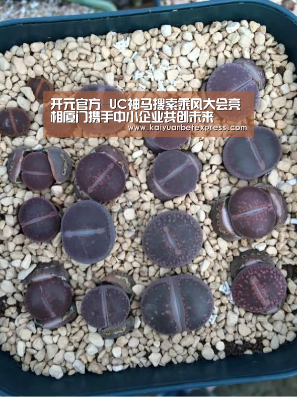 开元官方-UC神马搜索乘风大会亮相厦门携手中小企业共创未来(图1) 开元官方